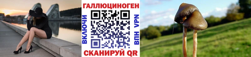 хочу   Советск  Галлюциногенные грибы Psilocybe 